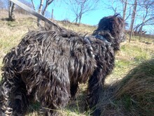 ABBY, Hund, Herdenschutzhund-Mix in Rumänien - Bild 16