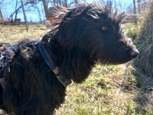 ABBY, Hund, Herdenschutzhund-Mix in Rumänien - Bild 17