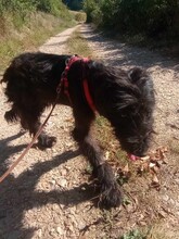 ABBY, Hund, Herdenschutzhund-Mix in Rumänien - Bild 5