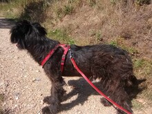 ABBY, Hund, Herdenschutzhund-Mix in Rumänien - Bild 6
