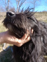 ABBY, Hund, Herdenschutzhund-Mix in Rumänien - Bild 8