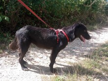 LEXI, Hund, Mischlingshund in Rumänien - Bild 10