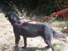 LEXI, Hund, Mischlingshund in Rumänien - Bild 11