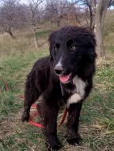 LEXI, Hund, Mischlingshund in Rumänien - Bild 12