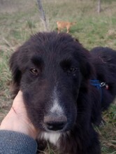 LEXI, Hund, Mischlingshund in Rumänien - Bild 13