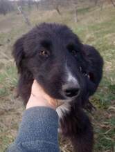 LEXI, Hund, Mischlingshund in Rumänien - Bild 14