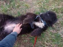 LEXI, Hund, Mischlingshund in Rumänien - Bild 15