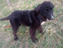 LEXI, Hund, Mischlingshund in Rumänien - Bild 18