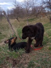 LEXI, Hund, Mischlingshund in Rumänien - Bild 19