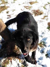 LEXI, Hund, Mischlingshund in Rumänien - Bild 2