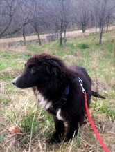 LEXI, Hund, Mischlingshund in Rumänien - Bild 20