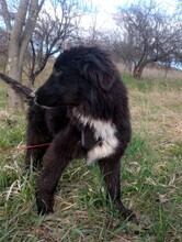 LEXI, Hund, Mischlingshund in Rumänien - Bild 21