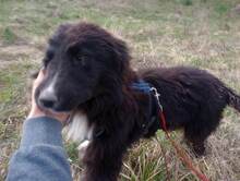 LEXI, Hund, Mischlingshund in Rumänien - Bild 23