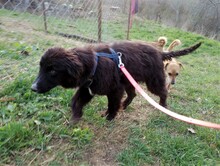 LEXI, Hund, Mischlingshund in Rumänien - Bild 24