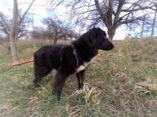 LEXI, Hund, Mischlingshund in Rumänien - Bild 26