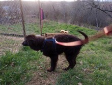 LEXI, Hund, Mischlingshund in Rumänien - Bild 27