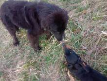 LEXI, Hund, Mischlingshund in Rumänien - Bild 28