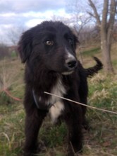 LEXI, Hund, Mischlingshund in Rumänien - Bild 29