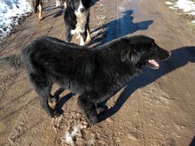 LEXI, Hund, Mischlingshund in Rumänien - Bild 3