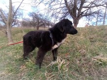 LEXI, Hund, Mischlingshund in Rumänien - Bild 38