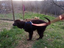 LEXI, Hund, Mischlingshund in Rumänien - Bild 39
