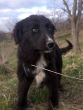 LEXI, Hund, Mischlingshund in Rumänien - Bild 41