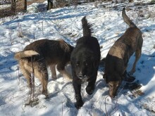 LEXI, Hund, Mischlingshund in Rumänien - Bild 5