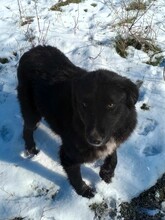 LEXI, Hund, Mischlingshund in Rumänien - Bild 6