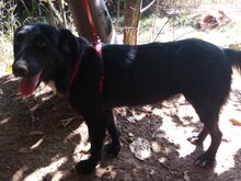 LEXI, Hund, Mischlingshund in Rumänien - Bild 7