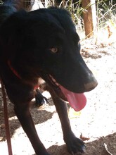 LEXI, Hund, Mischlingshund in Rumänien - Bild 9