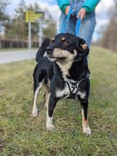 CVILI, Hund, Mischlingshund in Kroatien - Bild 10