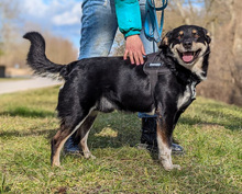 CVILI, Hund, Mischlingshund in Kroatien - Bild 12