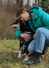 CVILI, Hund, Mischlingshund in Kroatien - Bild 13