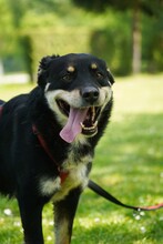 CVILI, Hund, Mischlingshund in Kroatien - Bild 2