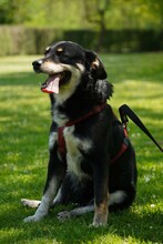 CVILI, Hund, Mischlingshund in Kroatien - Bild 4