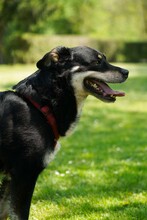 CVILI, Hund, Mischlingshund in Kroatien - Bild 5