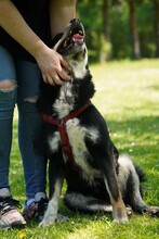 CVILI, Hund, Mischlingshund in Kroatien - Bild 6