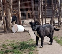NARA, Hund, Mischlingshund in Kroatien - Bild 2