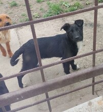 NARA, Hund, Mischlingshund in Kroatien - Bild 3