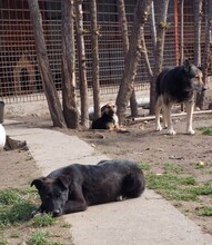 NARA, Hund, Mischlingshund in Kroatien - Bild 4
