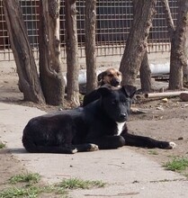 NARA, Hund, Mischlingshund in Kroatien - Bild 5
