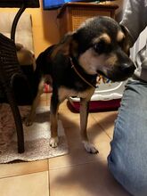 SPAYKI, Hund, Mischlingshund in Heddesheim - Bild 11