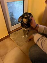 SPAYKI, Hund, Mischlingshund in Heddesheim - Bild 13