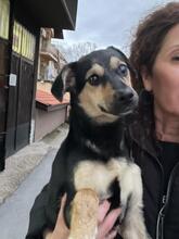 SPAYKI, Hund, Mischlingshund in Heddesheim - Bild 20