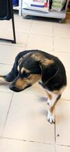 SPAYKI, Hund, Mischlingshund in Heddesheim - Bild 26