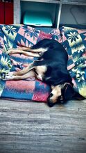 SPAYKI, Hund, Mischlingshund in Heddesheim - Bild 4