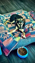 SPAYKI, Hund, Mischlingshund in Heddesheim - Bild 5