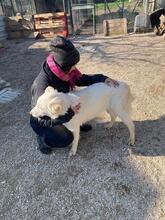 POLLY, Hund, Maremmano Abruzzese-Mix in Italien - Bild 3