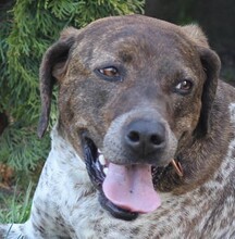 STELLA, Hund, Mischlingshund in Rumänien - Bild 1