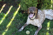 STELLA, Hund, Mischlingshund in Rumänien - Bild 10